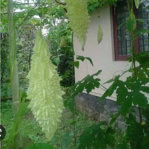 White Paval Seeds (Preethi) | Bitter Gourd Seeds