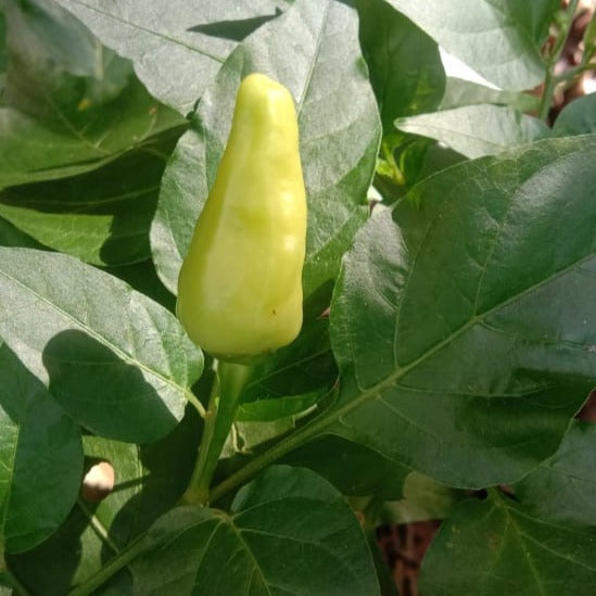 Mullamottu Mulaku Seeds | Chilli