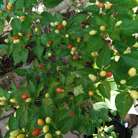 Mullamottu Mulaku Seeds | Chilli