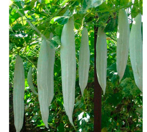 Padavalam Seeds | Snake Gourd - Mini's Lifestyle Store- Buy Seeds in India