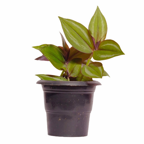 Wandering Jew Green Plant with Pot WP06 - Mini's Lifestyle Store- Buy Seeds in India