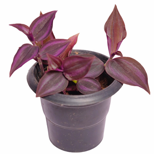 Wandering Jew Red Plant with Pot WP03 - Mini's Lifestyle Store- Buy Seeds in India