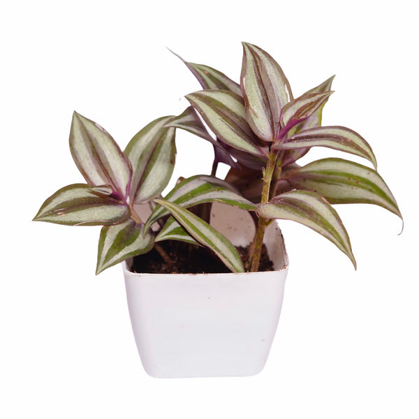 Wandering Jew White Violet Plant with Pot WP01 - Mini's Lifestyle Store- Buy Seeds in India