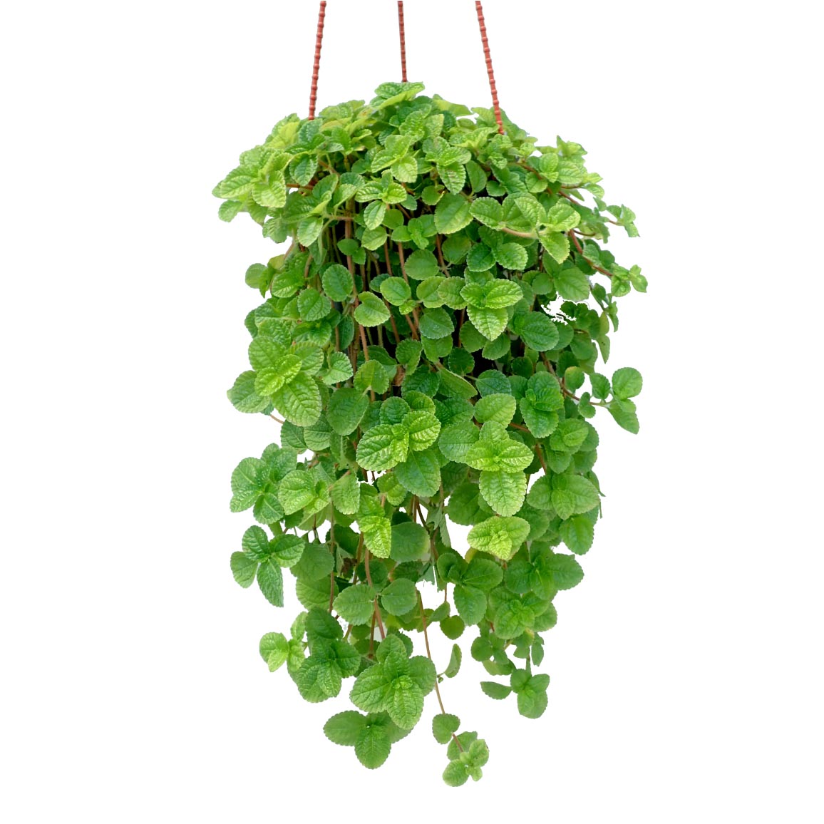hanging charlie plant Creeping Charlie Plant – Mini's Lifestyle Store