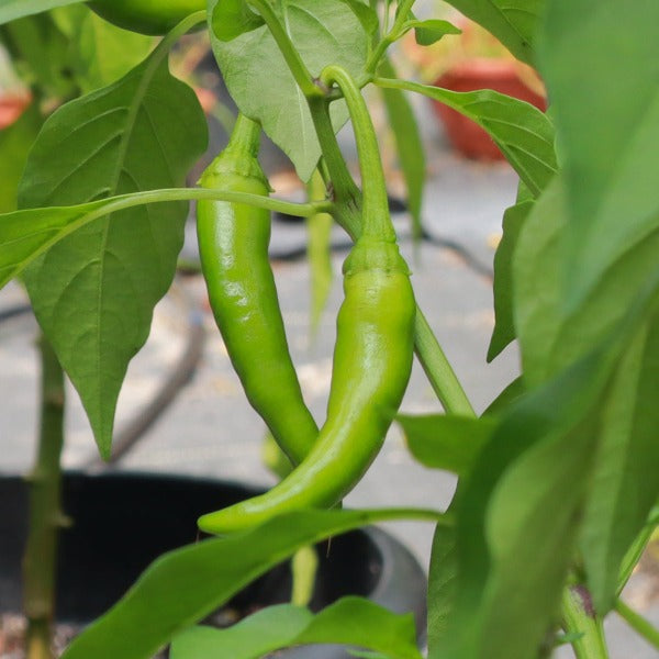 Sira Mulaku Seeds | Chilli Seeds - Mini's Lifestyle Store- Buy Seeds in India