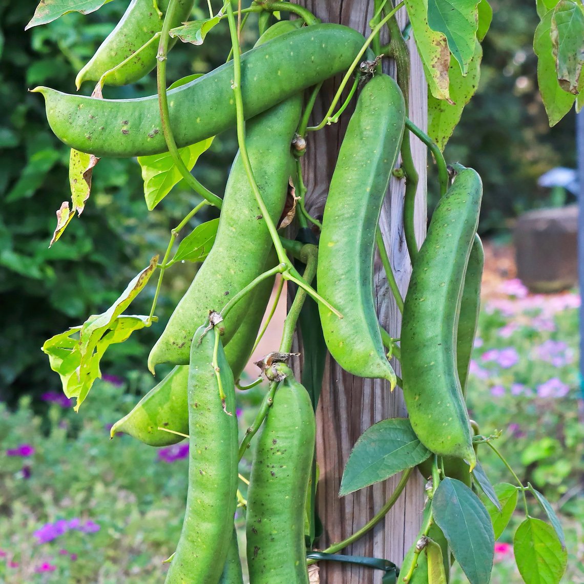 Valari Payar Red Seeds | Sword Beans - Mini's Lifestyle Store- Buy Seeds in India