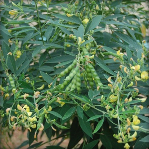 Thuvara Payar Seeds | Pigeon Pea Seeds - Mini's Lifestyle Store- Buy Seeds in India