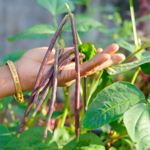 Hybrid Violet Kutti Payar Seeds | Lalima - Mini's Lifestyle Store- Buy Seeds in India