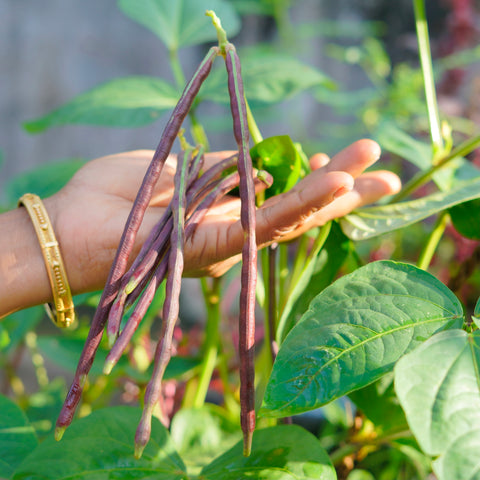 Violet Kutti Payar Seeds