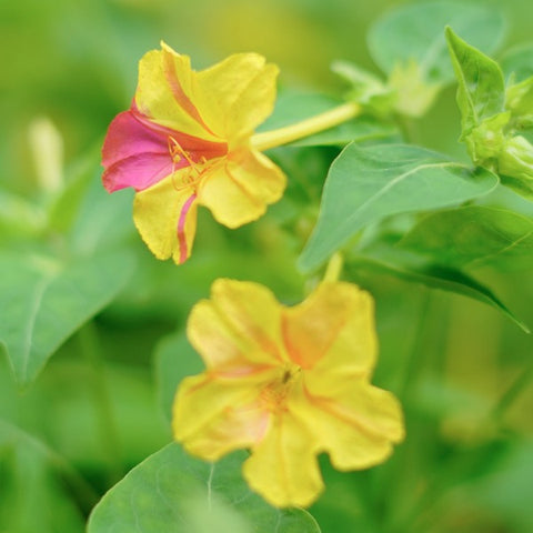 Nalu Mani Flowers | 4'o Clock Flower Seed - Mini's Lifestyle Store- Buy Seeds in India