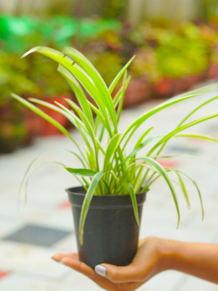 Ribbon Grass with Pot - R01 - Mini's Lifestyle Store- Buy Seeds in India
