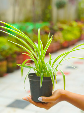 Ribbon Grass with Pot - R01 - Mini's Lifestyle Store- Buy Seeds in India