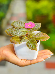 Episcia Plant Flame Violet in Pot | Indoor Plant - Mini's Lifestyle Store- Buy Seeds in India