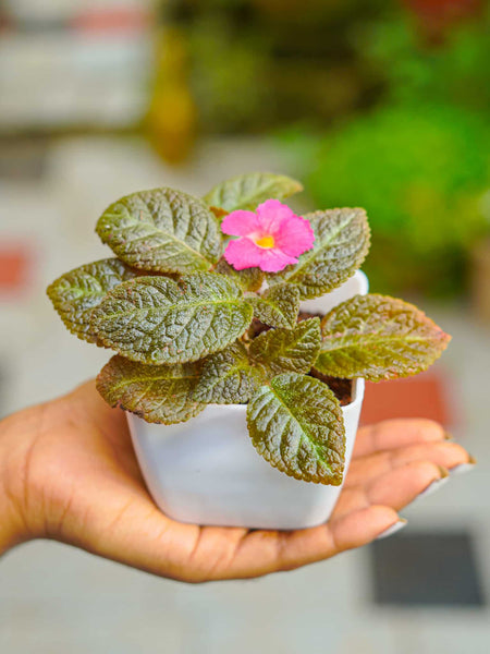 Episcia Plant Flame Violet in Pot | Indoor Plant - Mini's Lifestyle Store- Buy Seeds in India