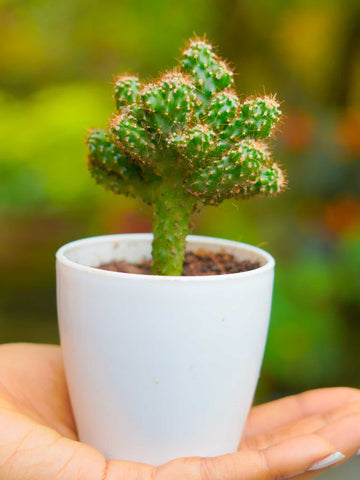 Cactus Plant T01 | Indoor Plant - Mini's Lifestyle Store- Buy Seeds in India