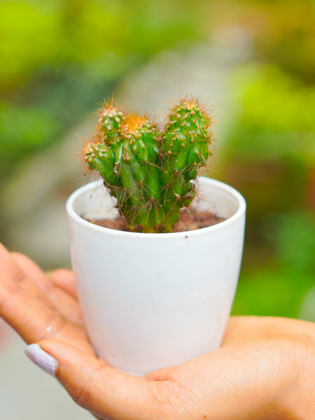 Cactus Plant T02 | Indoor Plant - Mini's Lifestyle Store- Buy Seeds in India