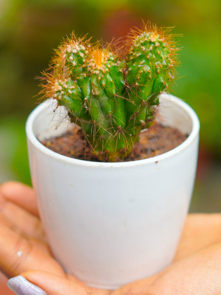 Cactus Plant T02 | Indoor Plant - Mini's Lifestyle Store- Buy Seeds in India