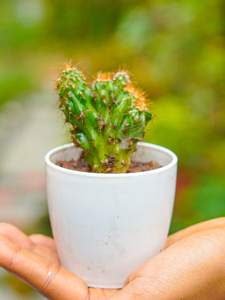 Cactus Plant T02 | Indoor Plant - Mini's Lifestyle Store- Buy Seeds in India