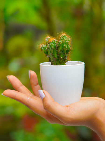 Cactus Plant T02 | Indoor Plant - Mini's Lifestyle Store- Buy Seeds in India