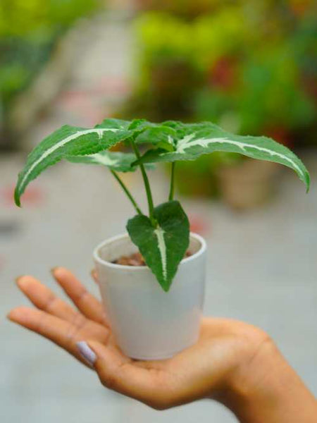 Syngonium Weindlandii in Small Table Top Pot | Indoor Plant - Mini's Lifestyle Store- Buy Seeds in India