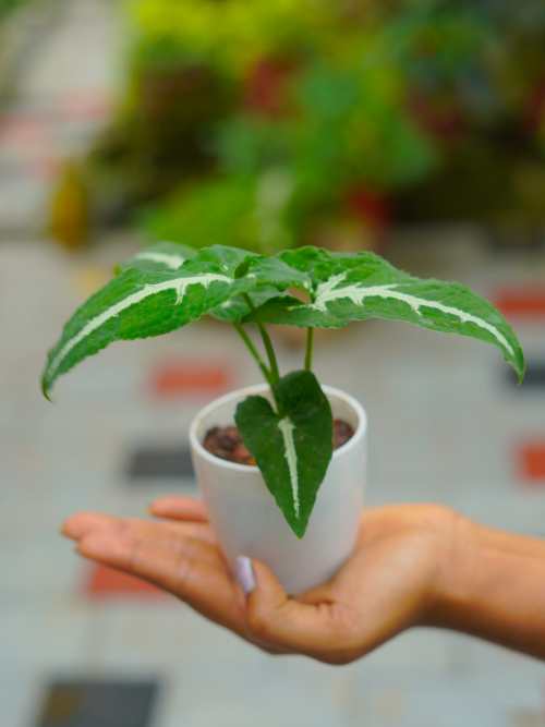 syngonium plant seeds Syngonium Weindlandii in Small Table Top Pot