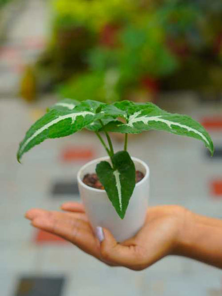 Syngonium Weindlandii in Small Table Top Pot | Indoor Plant - Mini's Lifestyle Store- Buy Seeds in India