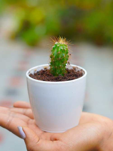 Cactus Plant T03 | Indoor Plant - Mini's Lifestyle Store- Buy Seeds in India