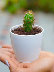 Cactus Plant T03 | Indoor Plant - Mini's Lifestyle Store- Buy Seeds in India