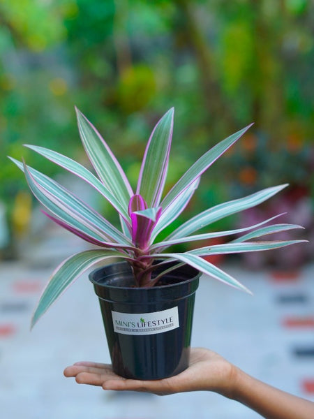 Rhoeo Plant, Rhoeo discolor (Tricolor, Variegated) - Plant with pot - Mini's Lifestyle Store- Buy Seeds in India