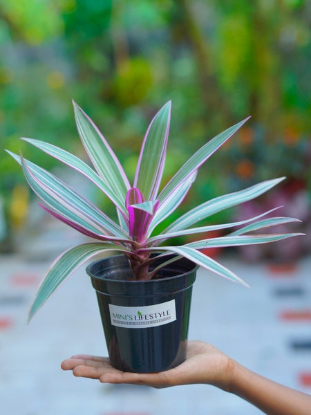 Rhoeo Plant, Rhoeo discolor (Tricolor, Variegated) - Plant with pot - Mini's Lifestyle Store- Buy Seeds in India