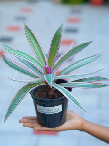 Rhoeo Plant, Rhoeo discolor (Tricolor, Variegated) - Plant with pot - Mini's Lifestyle Store- Buy Seeds in India