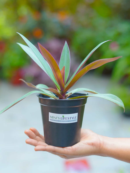 Rhoeo Plant with pot - Mini's Lifestyle Store- Buy Seeds in India