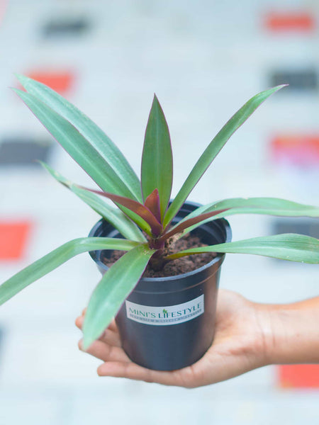 Rhoeo Plant with pot - Mini's Lifestyle Store- Buy Seeds in India