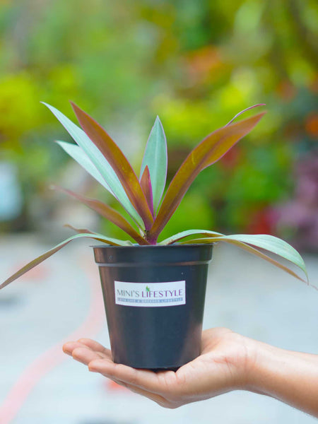 Rhoeo Plant with pot - Mini's Lifestyle Store- Buy Seeds in India