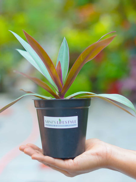 Rhoeo Plant with pot - Mini's Lifestyle Store- Buy Seeds in India