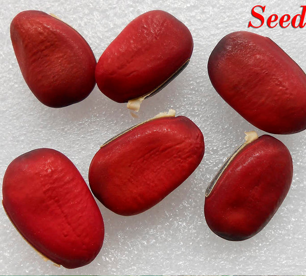 Valari Payar Red Seeds | Sword Beans - Mini's Lifestyle Store- Buy Seeds in India