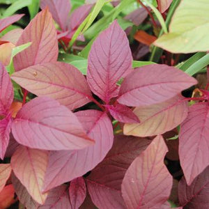 Red Cheera Seeds | Red Spinach , Amaranthus - Mini's Lifestyle Store- Buy Seeds in India