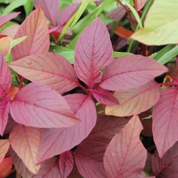 Red Cheera Seeds | Red Spinach , Amaranthus - Mini's Lifestyle Store- Buy Seeds in India