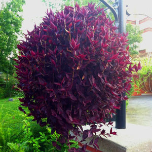 Wandering Jew Red Plant with Pot WP03 - Mini's Lifestyle Store- Buy Seeds in India
