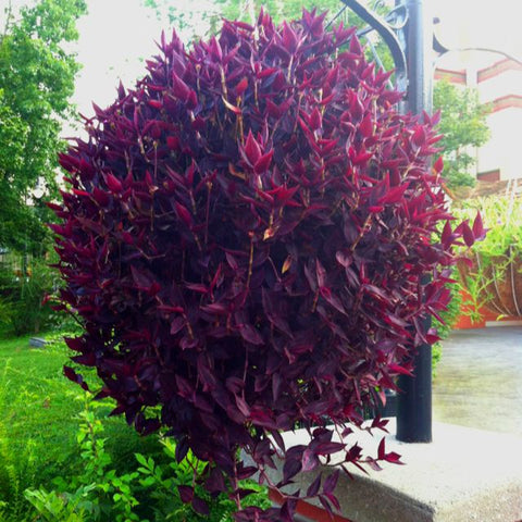 Wandering Jew Red Plant W03 - Mini's Lifestyle Store- Buy Seeds in India