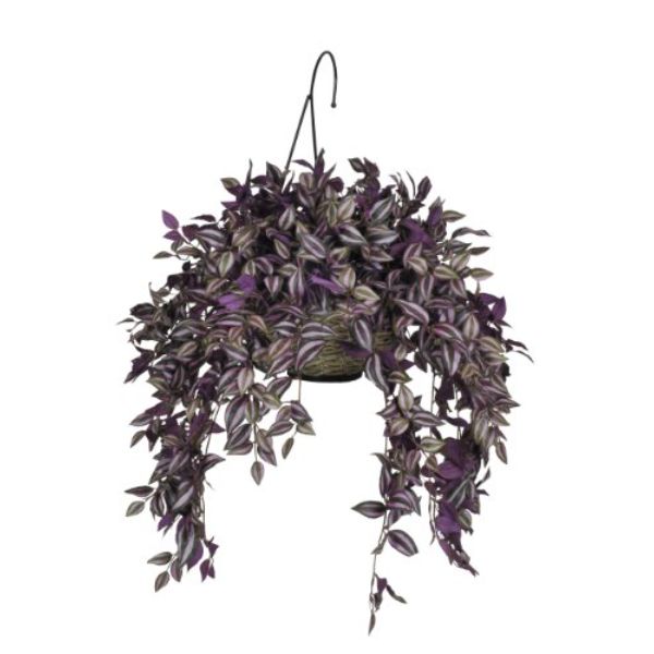 Wandering Jew White Violet Plant with Pot WP01 - Mini's Lifestyle Store- Buy Seeds in India