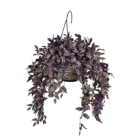 Wandering Jew White Violet Plant W01 - Mini's Lifestyle Store- Buy Seeds in India
