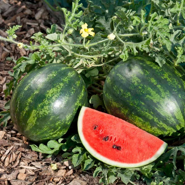 Watermelon Seeds - Mini's Lifestyle Store- Buy Seeds in India