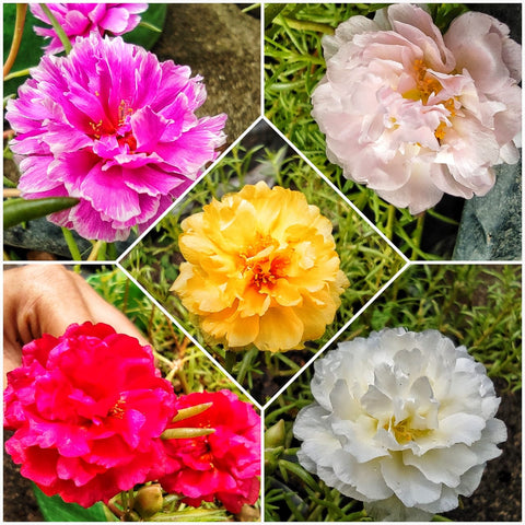 Pathumani 5 Types Cuttings Portulaca P03 - Mini's Lifestyle Store- Buy Seeds in India