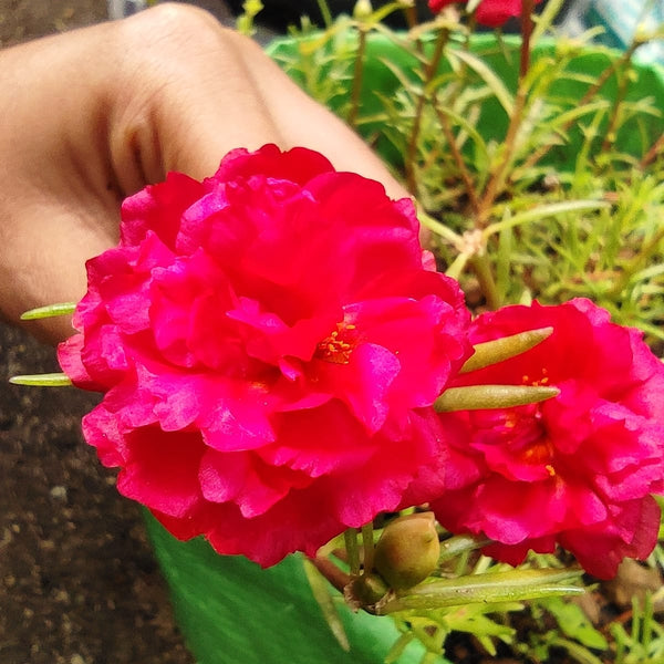Pathumani 5 Types Cuttings Portulaca P03 - Mini's Lifestyle Store- Buy Seeds in India