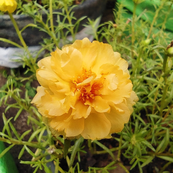 Pathumani 5 Types Cuttings Portulaca P03 - Mini's Lifestyle Store- Buy Seeds in India