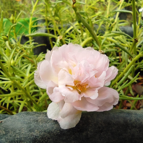 Pathumani 5 Types Cuttings Portulaca P03 - Mini's Lifestyle Store- Buy Seeds in India
