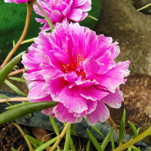 Pathumani 5 Types Cuttings Portulaca P03 - Mini's Lifestyle Store- Buy Seeds in India