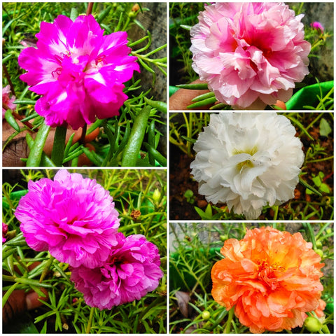 Pathumani 5 Types Cuttings Portulaca P02 - Mini's Lifestyle Store- Buy Seeds in India