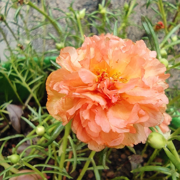 Pathumani 5 Types Cuttings Portulaca P02 - Mini's Lifestyle Store- Buy Seeds in India
